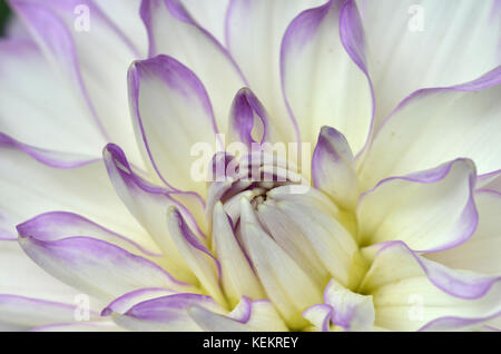 Bianco e viola dahlia in giardino Foto Stock