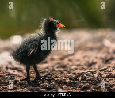 Un pulcino moorhen camminare su pietra con un laghetto in background. Foto Stock