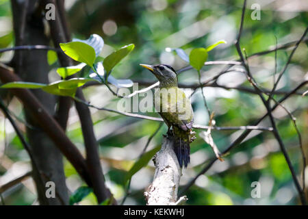 Streak-throated woodpecker noto anche come doragola kaththokra. kustia, Bangladesh. Foto Stock