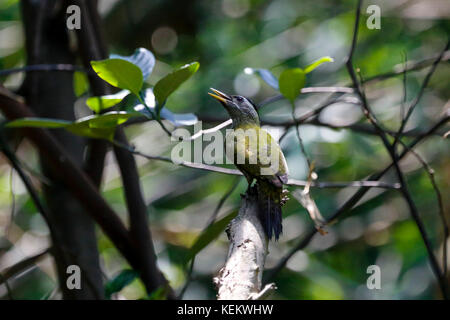 Streak-throated woodpecker noto anche come doragola kaththokra. kustia, Bangladesh. Foto Stock