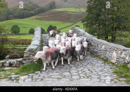 Lake District, Cumbria - un gregge di pecore Herdwick attraversa un ponte di cavalli sul fiume Derwent vicino a Rotthwaite, a Borrowdale Foto Stock