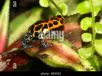 Sud Americana di imitare il veleno (rana Ranitomeya imitatore varadero o jeberos, precedentemente Dendrobates imitatore) nativo del Perù. Foto Stock