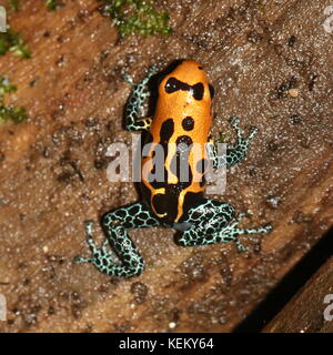 Sud Americana di imitare il veleno (rana Ranitomeya imitatore varadero o jeberos, precedentemente Dendrobates imitatore) nativo del Perù. Foto Stock