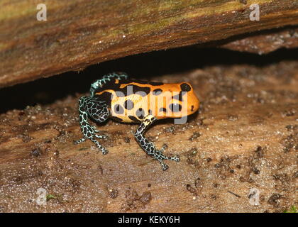 Sud Americana di imitare il veleno (rana Ranitomeya imitatore varadero o jeberos, precedentemente Dendrobates imitatore) nativo del Perù. Foto Stock