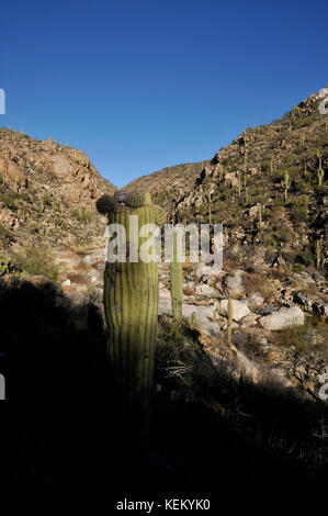 I cactus di Saguaro fiancheggiano le cascate inferiori di Tanque Verde Falls a Tanque Verde Creek a Redington Pass, Rincon Mountains, Sonoran Desert, Tucson, Arizona, Foto Stock