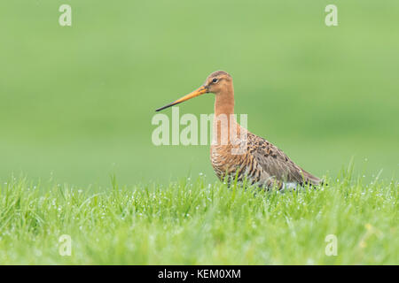 Un nero-tailed godwit (Limosa limosa) appena tornati per questa stagione e passeggiate eleganti su terreno coltivato con la luce del sole del pomeriggio davanti a lui e la maggior parte dei Foto Stock