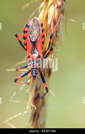 Assassin bug rhinocoris iracundus close up Foto Stock