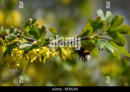 Bumblebee sui fiori di ribes dorato. impollinazione di piante da insetti. Foto Stock