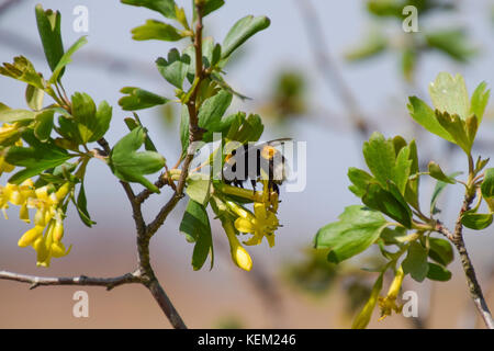 Bumblebee sui fiori di ribes dorato. impollinazione di piante da insetti. Foto Stock