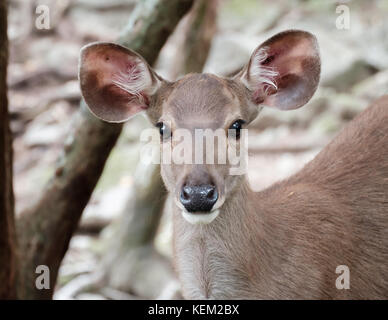 Vicino la testa di cervo in zoo aperto, Thailandia, sole di mattina. Foto Stock