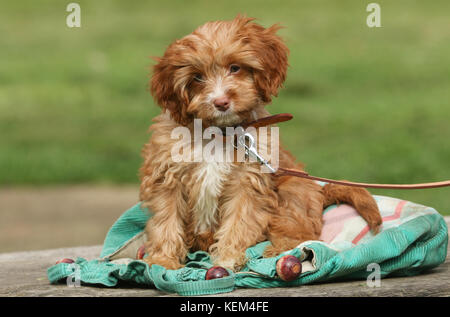 Un simpatico cavapoo cucciolo. Foto Stock