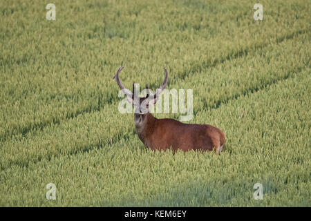 Lo stag robusto ( Cervus elaphus) si sta nutrire in un campo di grano per crescere forte e grande prima della stagione di accoppiamento in settembre Foto Stock