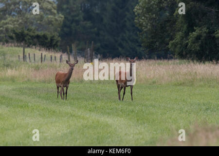 Cervi rossi femminili ( Cervus elaphus) che si nutrono su un prato d'estate Foto Stock