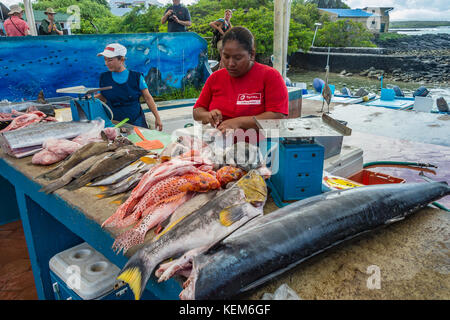 Isola di San Cristrobal, Galapagos 9 MAGGIO 2017: Bancarelle di pesci locali sul lato del porto Foto Stock