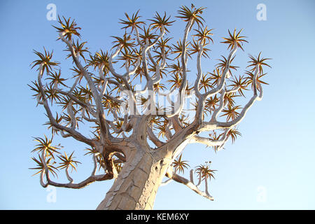 Faretra tree (aloe dichotoma) visualizzare nella faretra tree forest, keetmanshoop, Namibia. Foto Stock