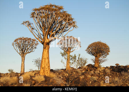 Faretra alberi (aloe dichotoma) nella faretra tree forest, Namibia. Foto Stock
