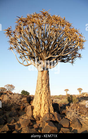 Faretra di albero in albero faretra foresta accanto a Keetmanshoop, Namibia. Foto Stock