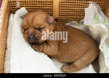 Cucciolo neonato dorme in un cesto di vimini Foto Stock