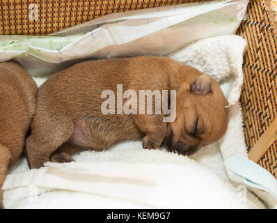 Cucciolo neonato dorme in un cesto di vimini Foto Stock