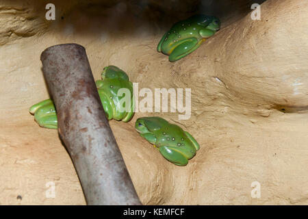 Splendida Rane di albero Foto Stock