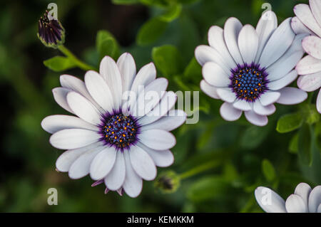 Vista ravvicinata di un blue-eyed daisy (Osteospermum) Foto Stock