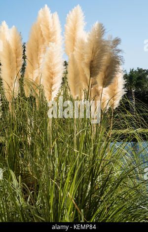 White pampas erba Foto Stock