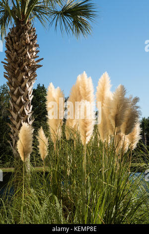 White pampas erba Foto Stock