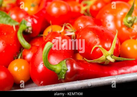 Pomodori freschi, peperoni, con basilico su una teglia pronti per la tostatura Foto Stock