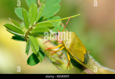 Gorse shieldbug - piezodorus lituratus molla verde colore forma sul veccia Foto Stock