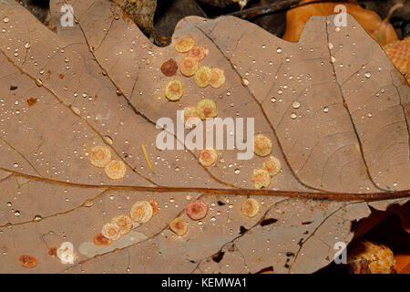 Spangle comune fiele su foglie di quercia causato dalla generazione asessuale di gall wasp neuroterus quercusbaccarum Foto Stock