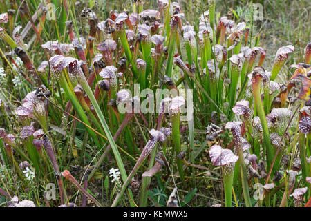 Bianco, phlox phlox multiflora, fiori con due circa di bloom, montagne rocciose, Alberta Foto Stock