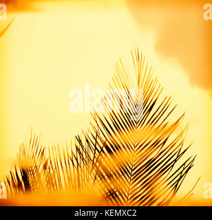 Palm Tree fronts in luce frizzante tramonto Foto Stock