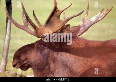 Un North American alci mammifero Foto Stock