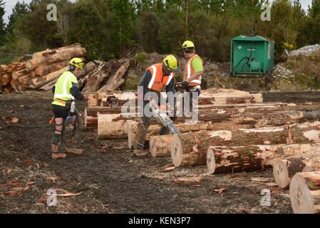 KUMARA, NUOVA ZELANDA; Settembre 20, 2017: gli operai forestali registri del rivestimento in corrispondenza di un sito di registrazione nei pressi di Kumara, West Coast, Nuova Zelanda Foto Stock