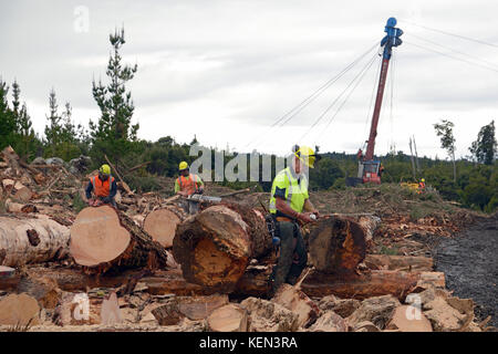 KUMARA, Nuova Zelanda, Settembre 20, 2017: una squadra di operai forestali misurare e tagliare il Pinus radiata i registri in lunghezza in corrispondenza di un sito di registrazione nei pressi di Kumara, West C Foto Stock