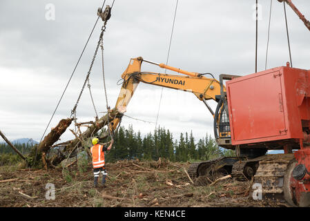 KUMARA, Nuova Zelanda, Settembre 20, 2017: un lavoratore forestale rimuove la catena da un registro ad un sito di registrazione nei pressi di Kumara, West Coast, Nuova Zelanda Foto Stock