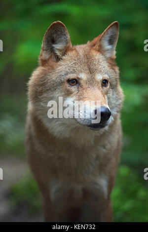 Legname caccia al lupo nella foresta Foto Stock