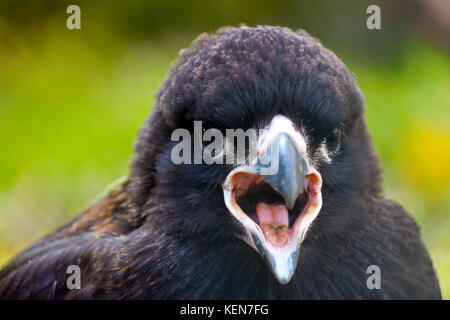 Capo di una vocazione capretti striati caracara falcon bird Foto Stock