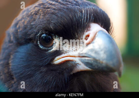 La testa di un bambino caracara striato falcon bird in vista ravvicinata Foto Stock