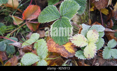 Verde foglie di fragole ricoperte con cristalli di ghiaccio la brina sulle piante. congelare. close-up. Foto Stock