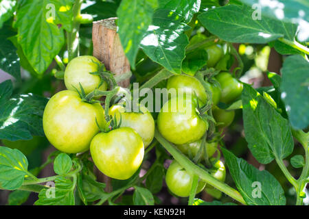 Boccola con grappolo di pomodori verdi. studio foto Foto Stock