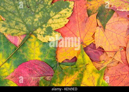 Autunno Bright Foglie di acero giacente sul tavolo. studio foto Foto Stock