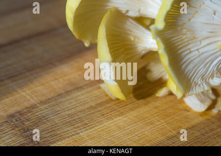 Giallo fresco funghi Oyster su un bambù tagliere, close-up Foto Stock