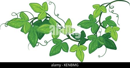 Illustrazione di un close up ivy Illustrazione Vettoriale
