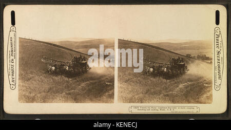 Ventisei cavallo trebbiatrice combinato al lavoro, mietitura, trebbiatura e saccheggi, nello Stato di Washington, USA, da Robert N. Dennis raccolta di vista stereoscopica 2 Foto Stock