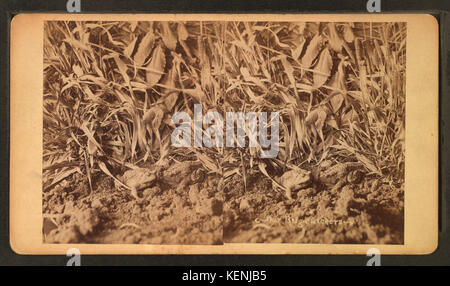 Il nostro bug catturatori, da Wittick, Ben, 1845 1903 2 Foto Stock