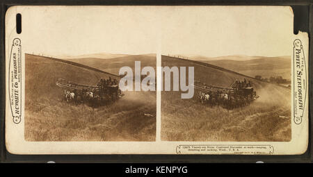 Ventisei cavallo trebbiatrice combinato al lavoro, mietitura, trebbiatura e saccheggi, nello Stato di Washington, USA, da Robert N. Dennis raccolta di vista stereoscopica Foto Stock