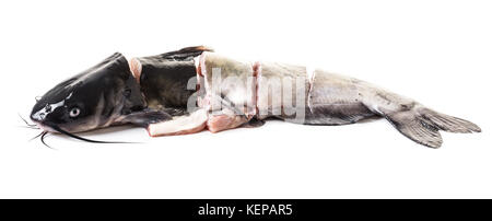 Materie catfish bistecche in bianco sullo sfondo isolato Foto Stock
