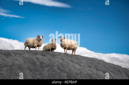 Pecore islandese Foto Stock