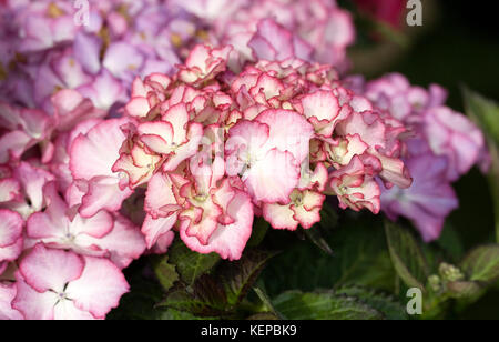 Hydrangea macrophylla 'Parc Adula viola' Fiori. Foto Stock